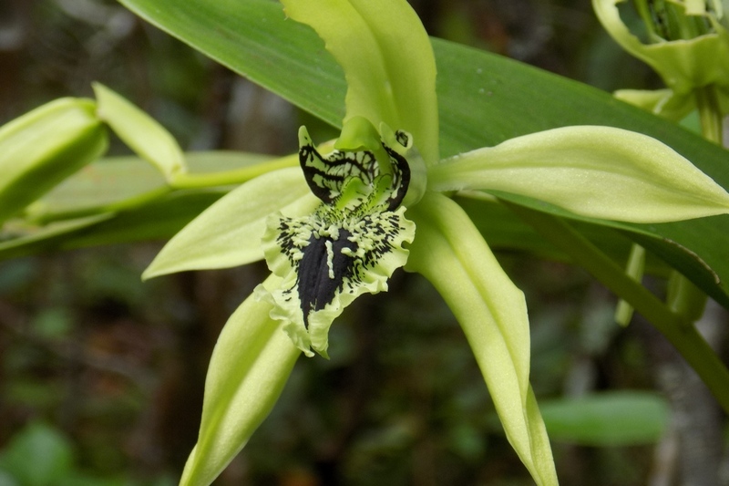 Rare Black Orchid typical Kalimantan